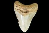 Fossil Megalodon Tooth - North Carolina #99332-1